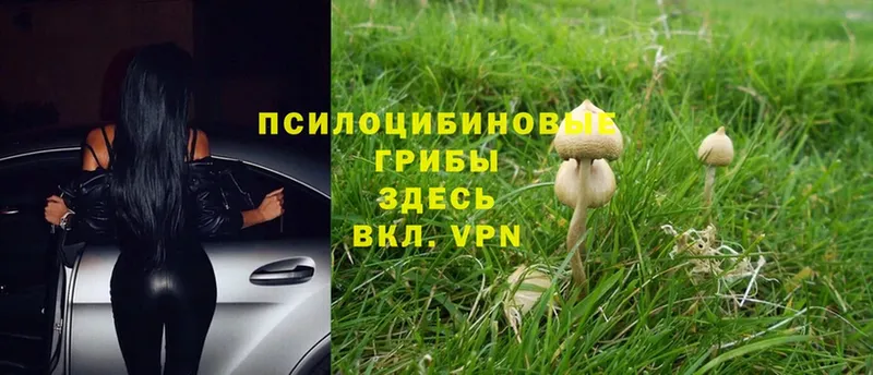 darknet наркотические препараты  Вилюйск  Псилоцибиновые грибы Cubensis  закладка 